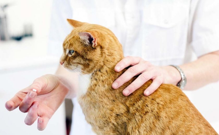 Коту дают таблетку