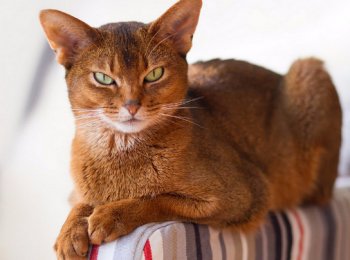 Абиссинская кошка: уход и содержание в домашних условиях