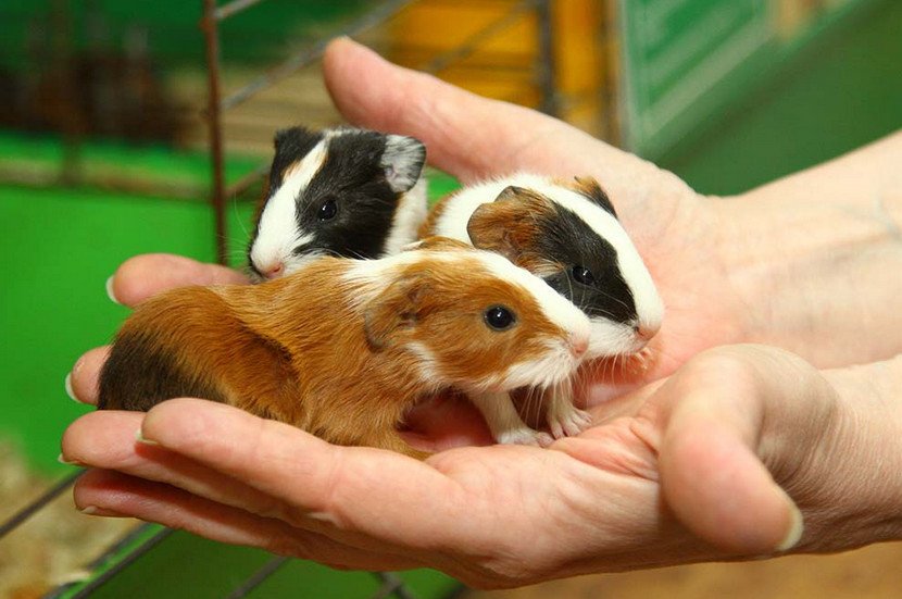 Как определить возраст морской свинки: как узнать сколько ей лет по