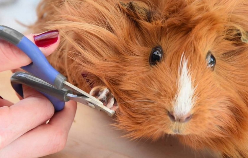 Стрижка когтей у морской свинки Стрижка когтей у морской свинки