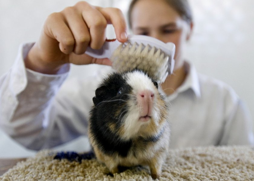 Расчёсывание морской свинки щеткой