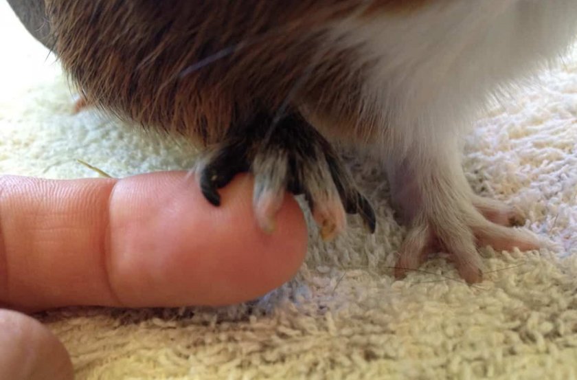 Когти морской свинки Когти морской свинки