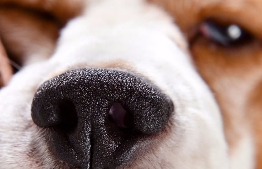 Болезни домашних питомцев