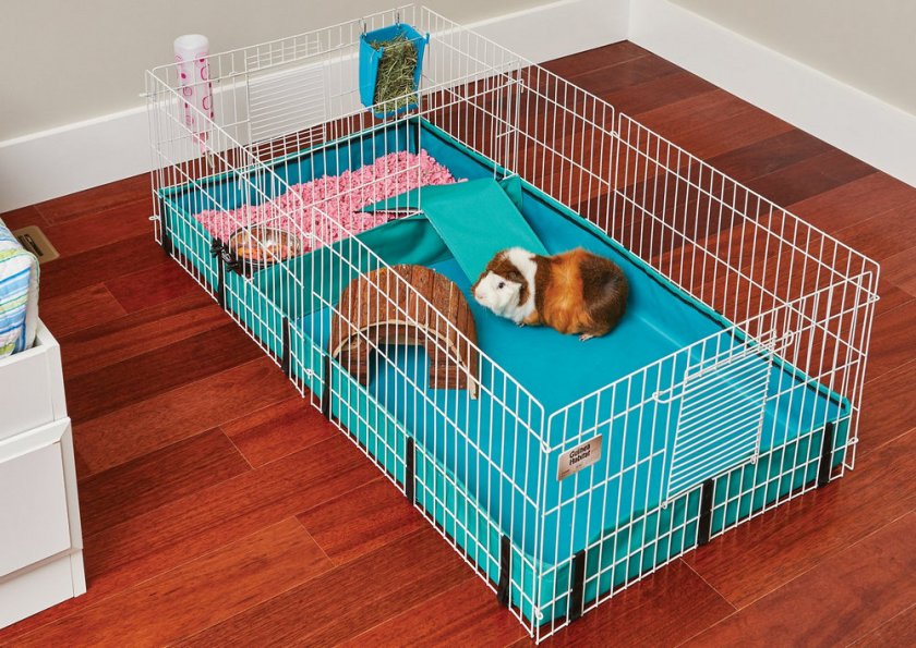 Морская свинка в вольере Морская свинка в вольере