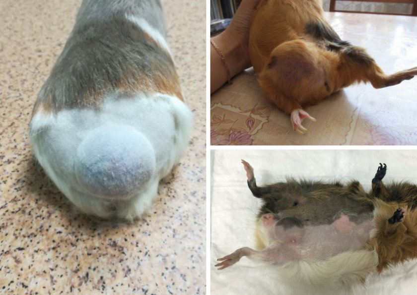 Опухоль молочной железы у морской свинки