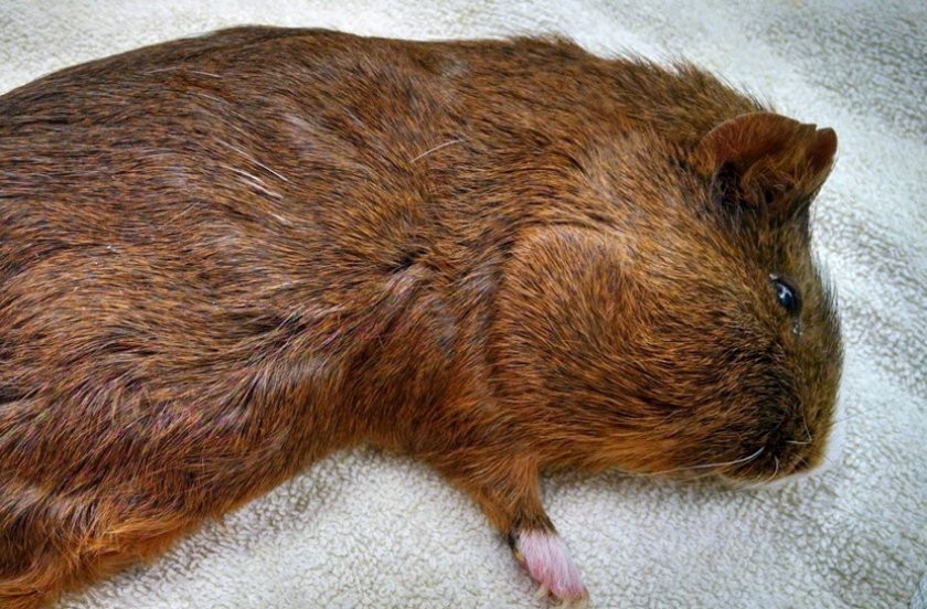Опухоль на шее у морской свинки