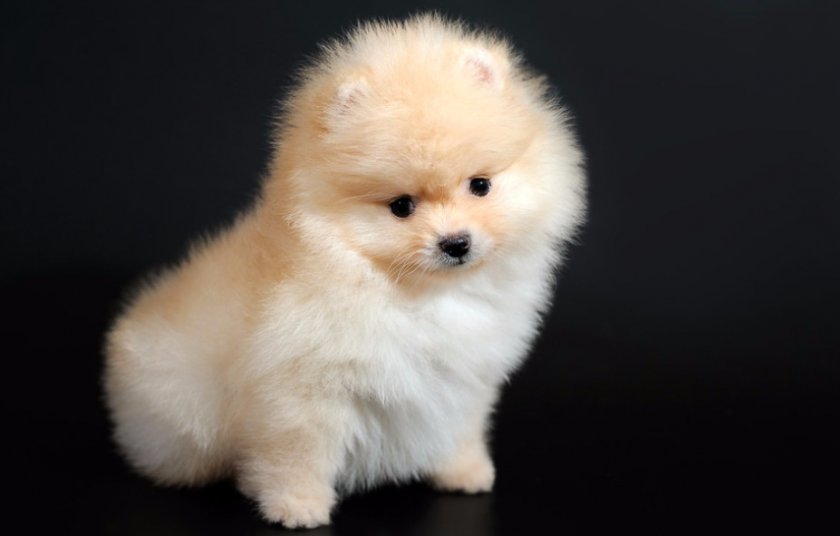 Щенок померанского шпица