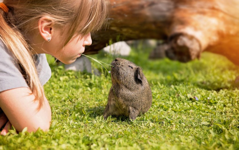 Игры с грызуном