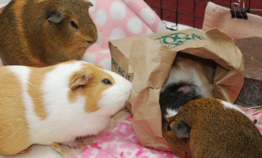 Морские свинки играют с бумагой