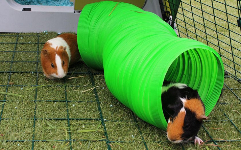 Морские свинки играют в трубе