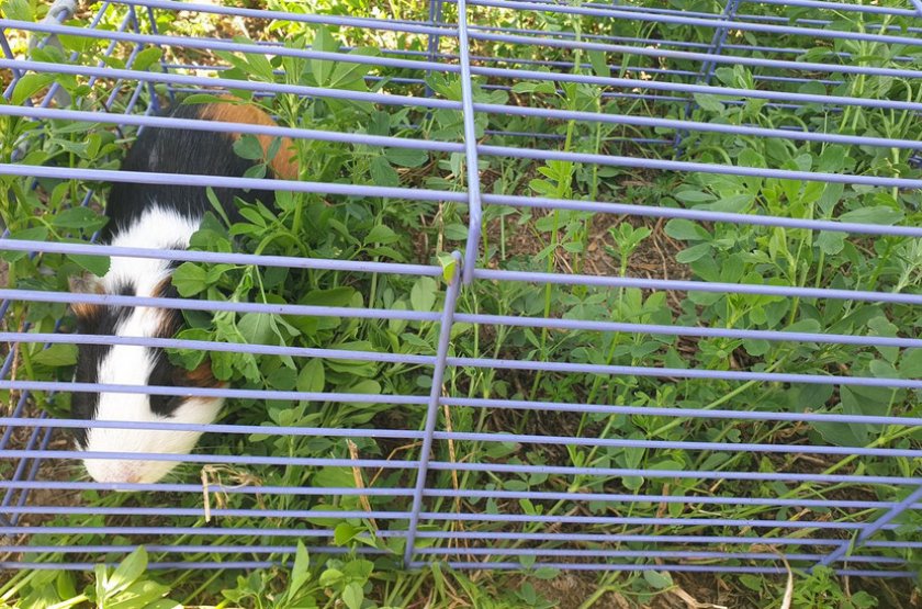 Выгул морской свинки в вольере