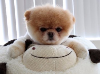 Померанский шпиц: все о породе и особенности ухода