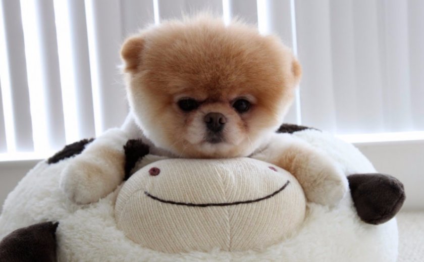 Условия содержания