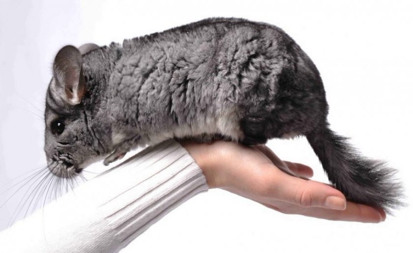 Запах от шиншилл