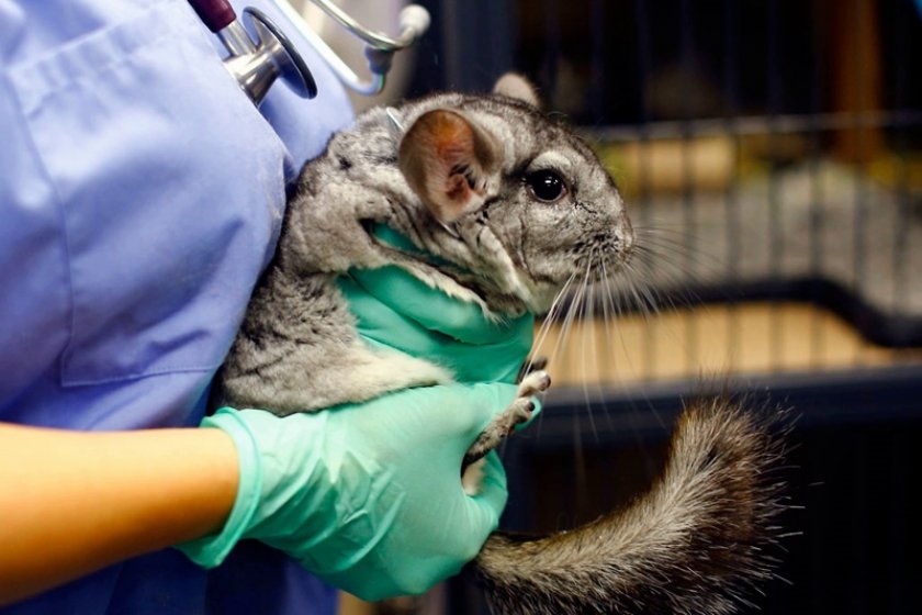 Болезни шиншилл