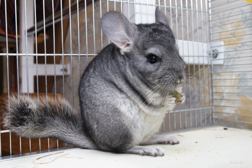 Содержание шиншиллы