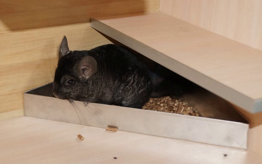 Туалет для шиншиллы