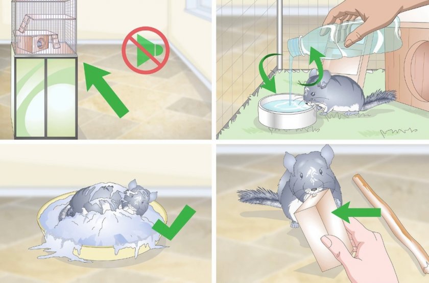 Уход за шиншиллой