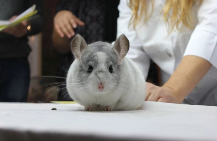 Знакомство шиншиллы с хозяином