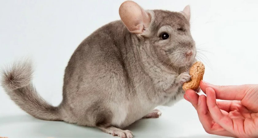 Кормление шиншиллы из рук Кормление шиншиллы из рук