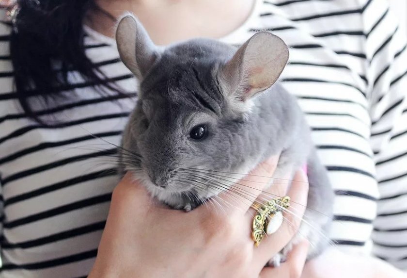 Общение с шиншиллой