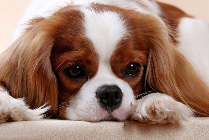 Кавалер кинг-чарльз