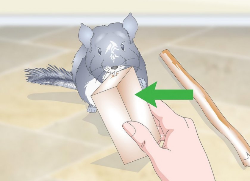 Уход за шиншиллой