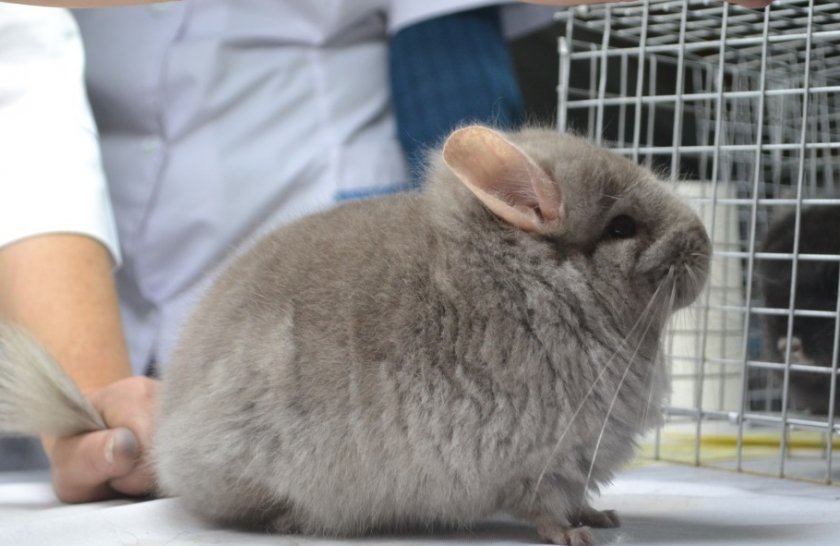 Красивые имена для мальчиков шиншилл