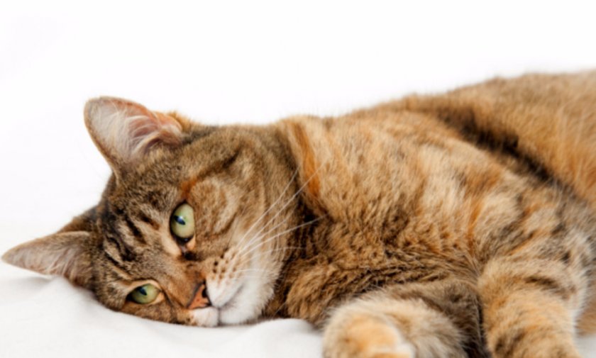 Болезни кошек