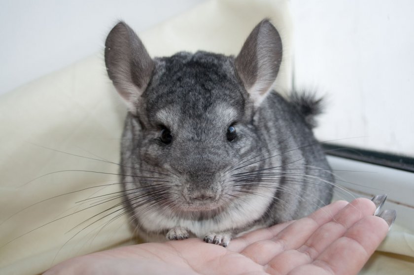 Шиншилла в домашних условиях