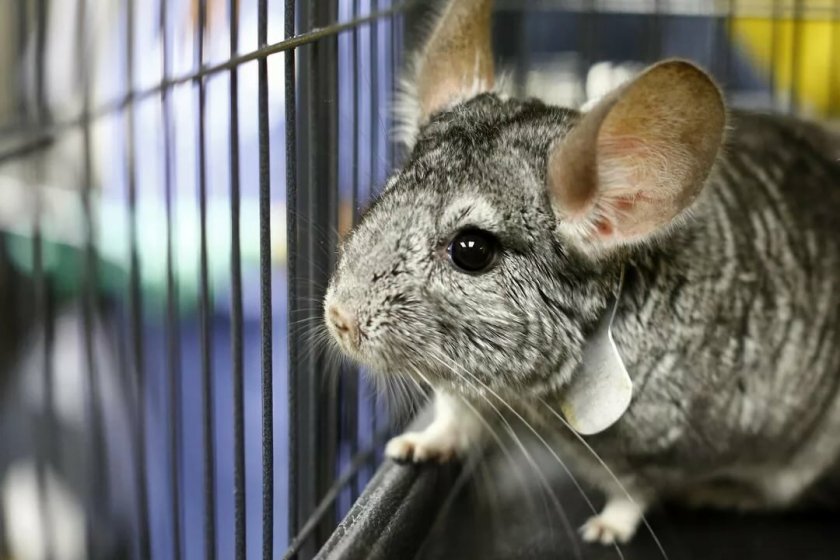 Имя для шиншиллы