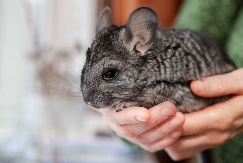 Имя для шиншиллы