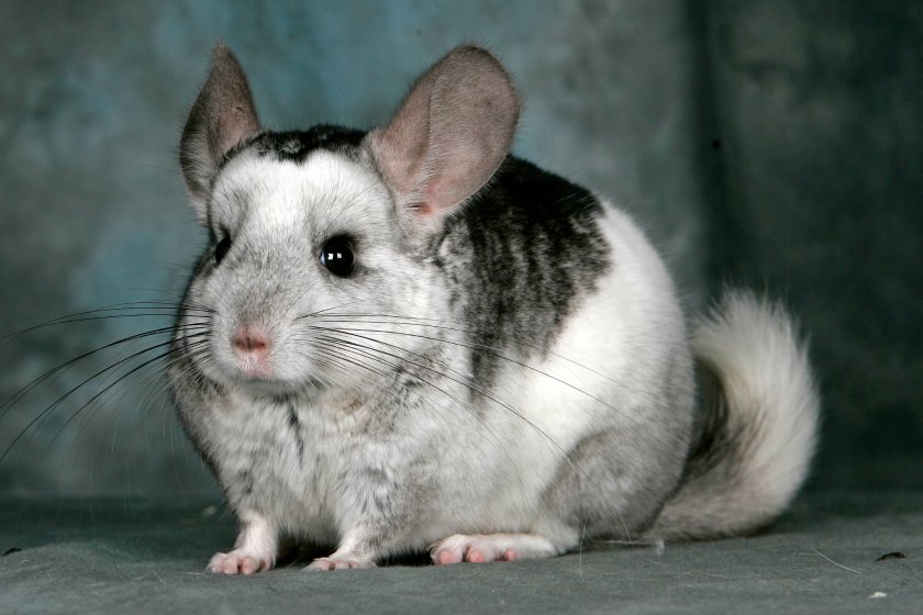 Кличка для шиншиллы