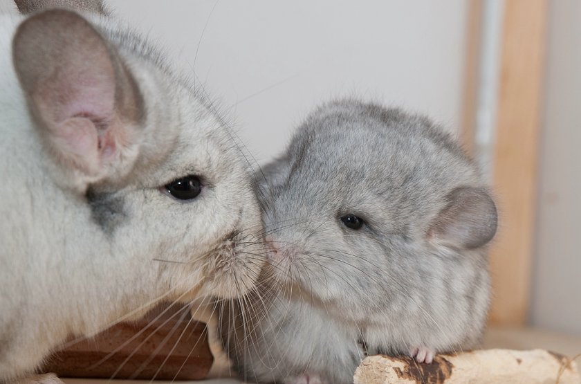 Шиншиллы в домашних условиях