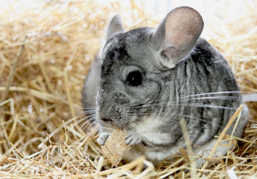 Шиншилла