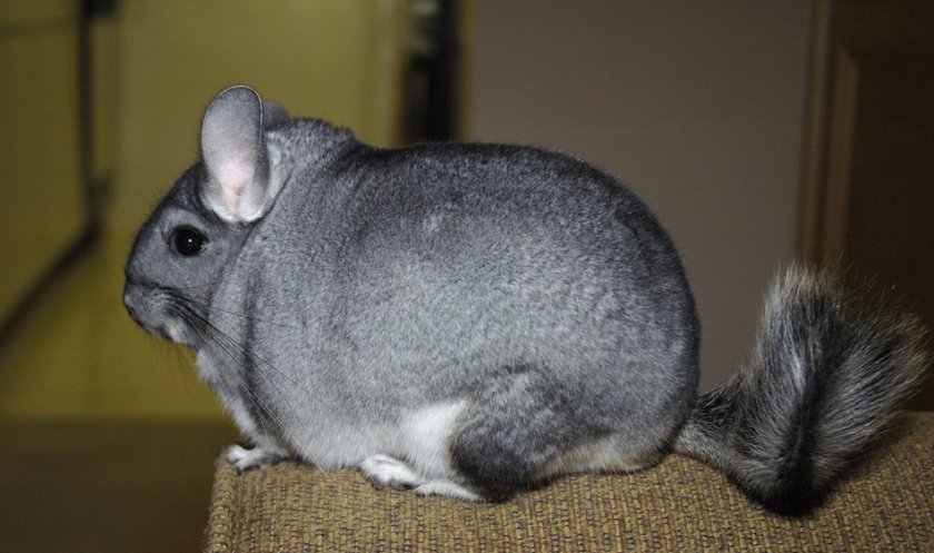 Хвост шиншиллы