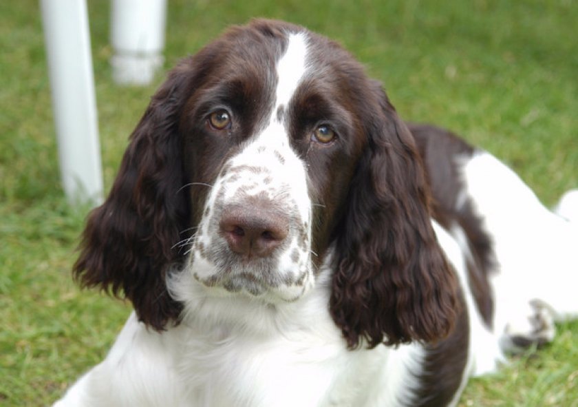 Английский спрингер Английский спрингер