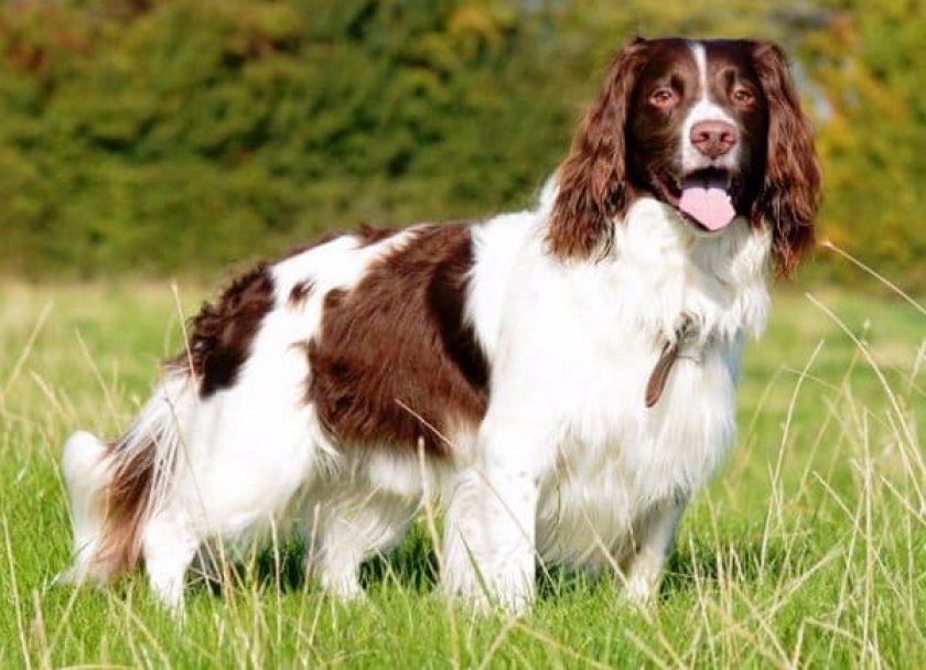 Английский спрингер Английский спрингер