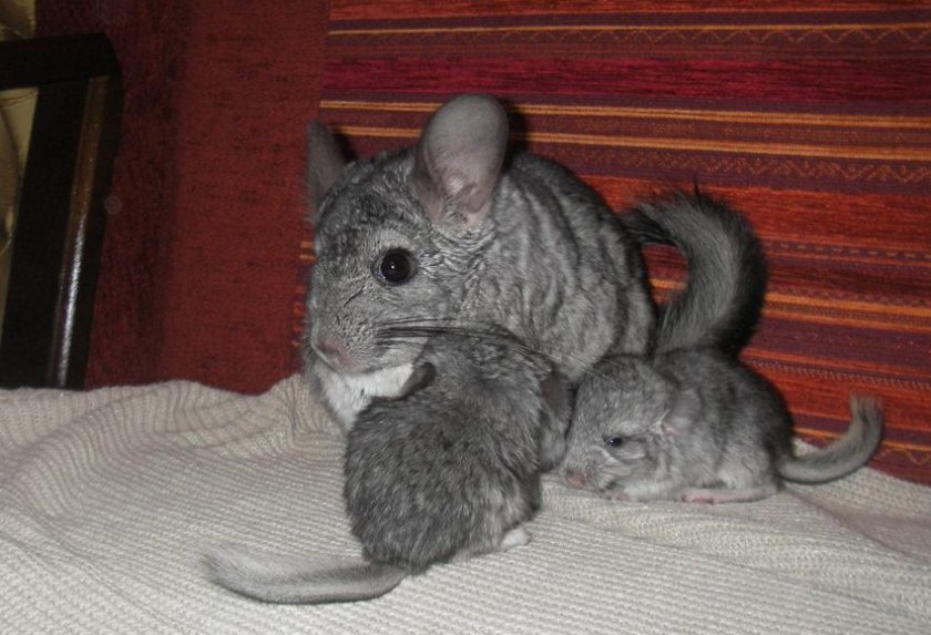 Шиншилла мама с детёнышами