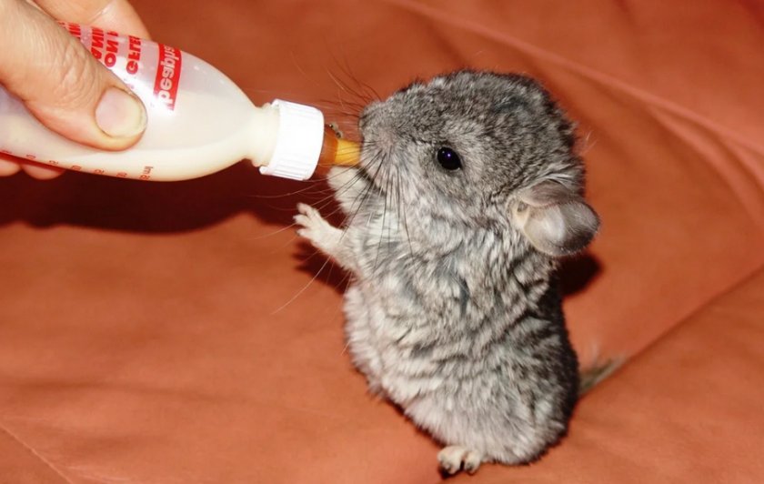 Детёныш шиншиллы