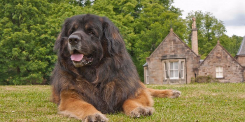 Леонбергер