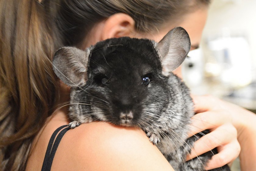 Шиншилла на руках