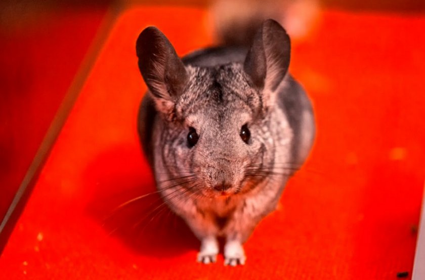 Шиншилла Шиншилла