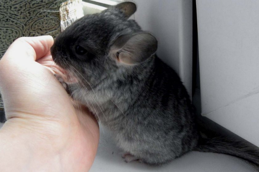 Шиншилла на руках Шиншилла на руках