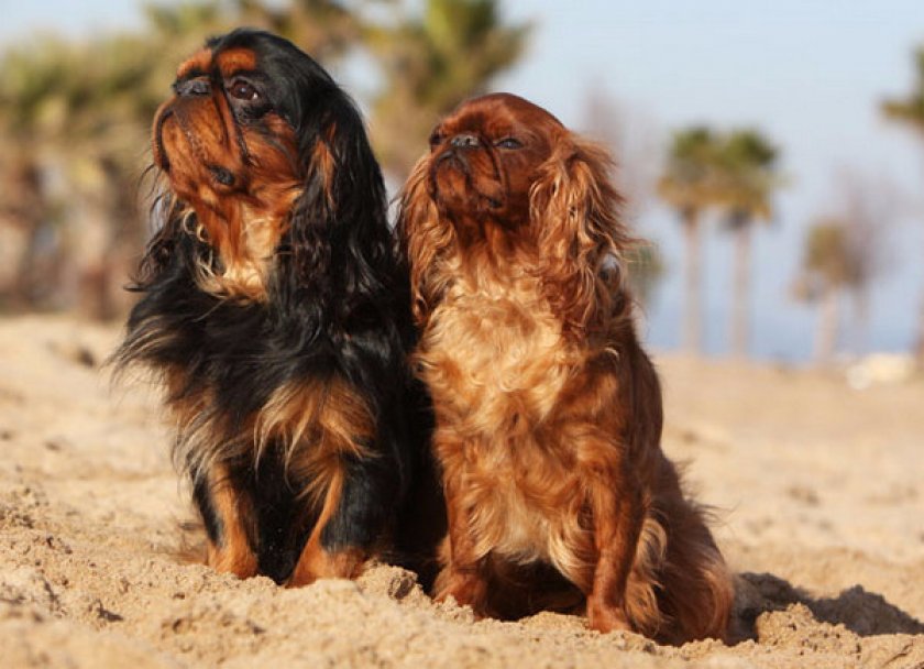 Кинг-чарльз Кинг-чарльз