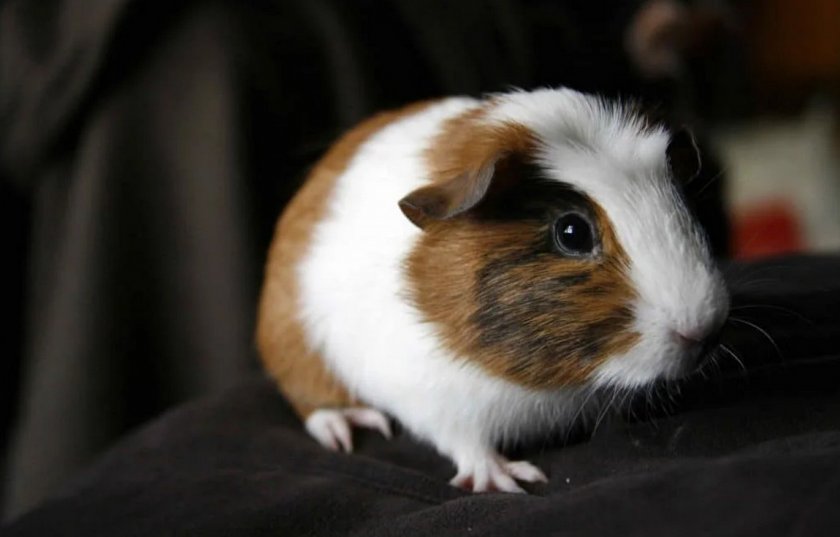 Морская свинка