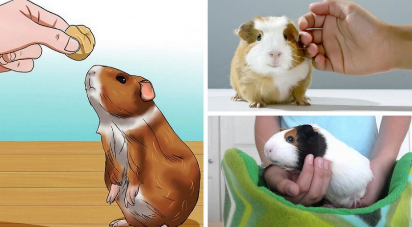 Приручение морской свинки