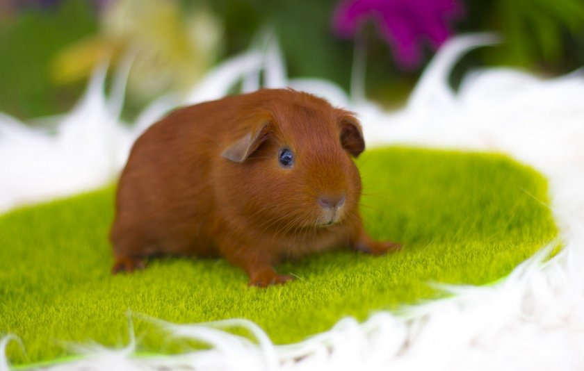 Морская свинка