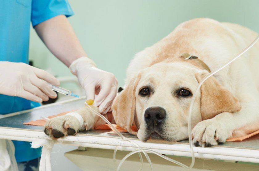 Диагностику болезни проводит ветеринар