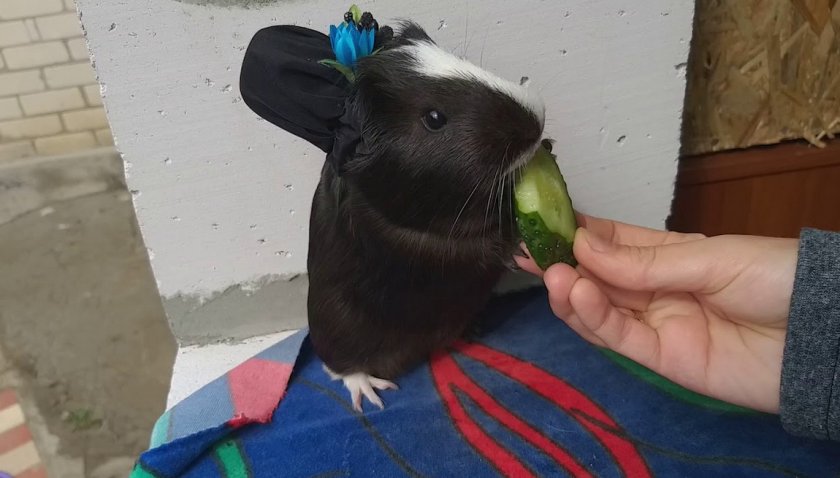 Угощение морской свинки после выполнения команды